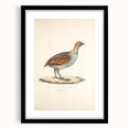 Vintage Animal Art - Olive Partridge Illustration Print