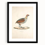 Vintage Animal Art - Olive Partridge Illustration Print