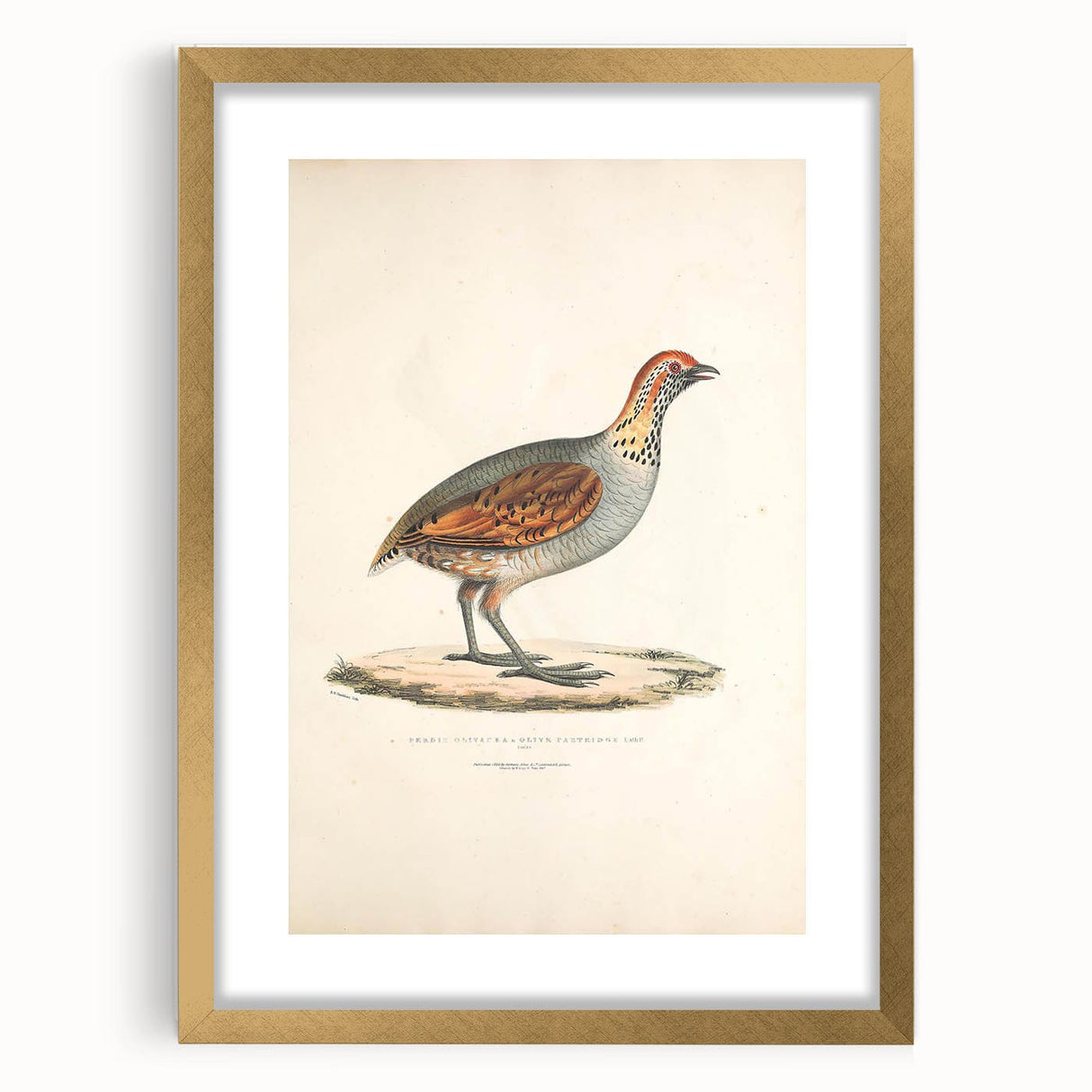 Vintage Animal Art - Olive Partridge Illustration Print