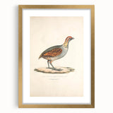 Vintage Animal Art - Olive Partridge Illustration Print