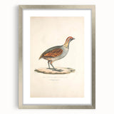 Vintage Animal Art - Olive Partridge Illustration Print