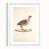 Vintage Animal Art - Olive Partridge Illustration Print