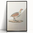 Vintage Animal Art - Olive Partridge Illustration Print