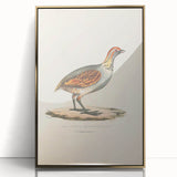 Vintage Animal Art - Olive Partridge Illustration Print