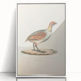 Vintage Animal Art - Olive Partridge Illustration Print