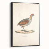 Vintage Animal Art - Olive Partridge Illustration Print