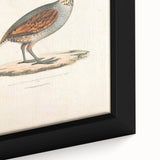 Vintage Animal Art - Olive Partridge Illustration Print