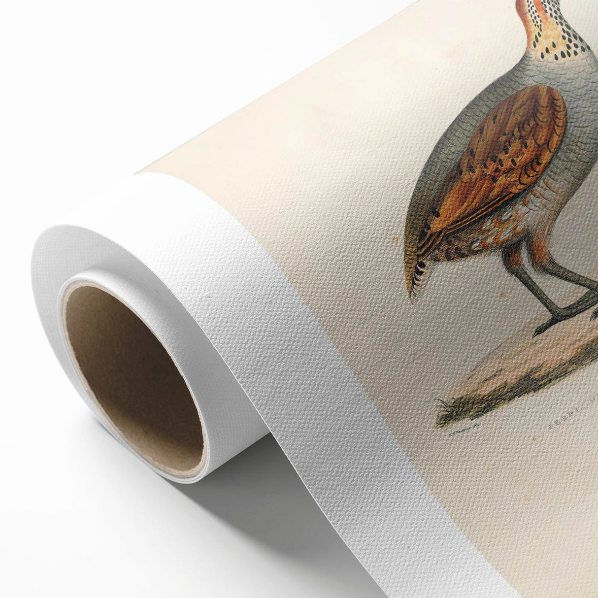 Vintage Animal Art - Olive Partridge Illustration Print
