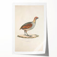 Vintage Animal Art - Olive Partridge Illustration Print