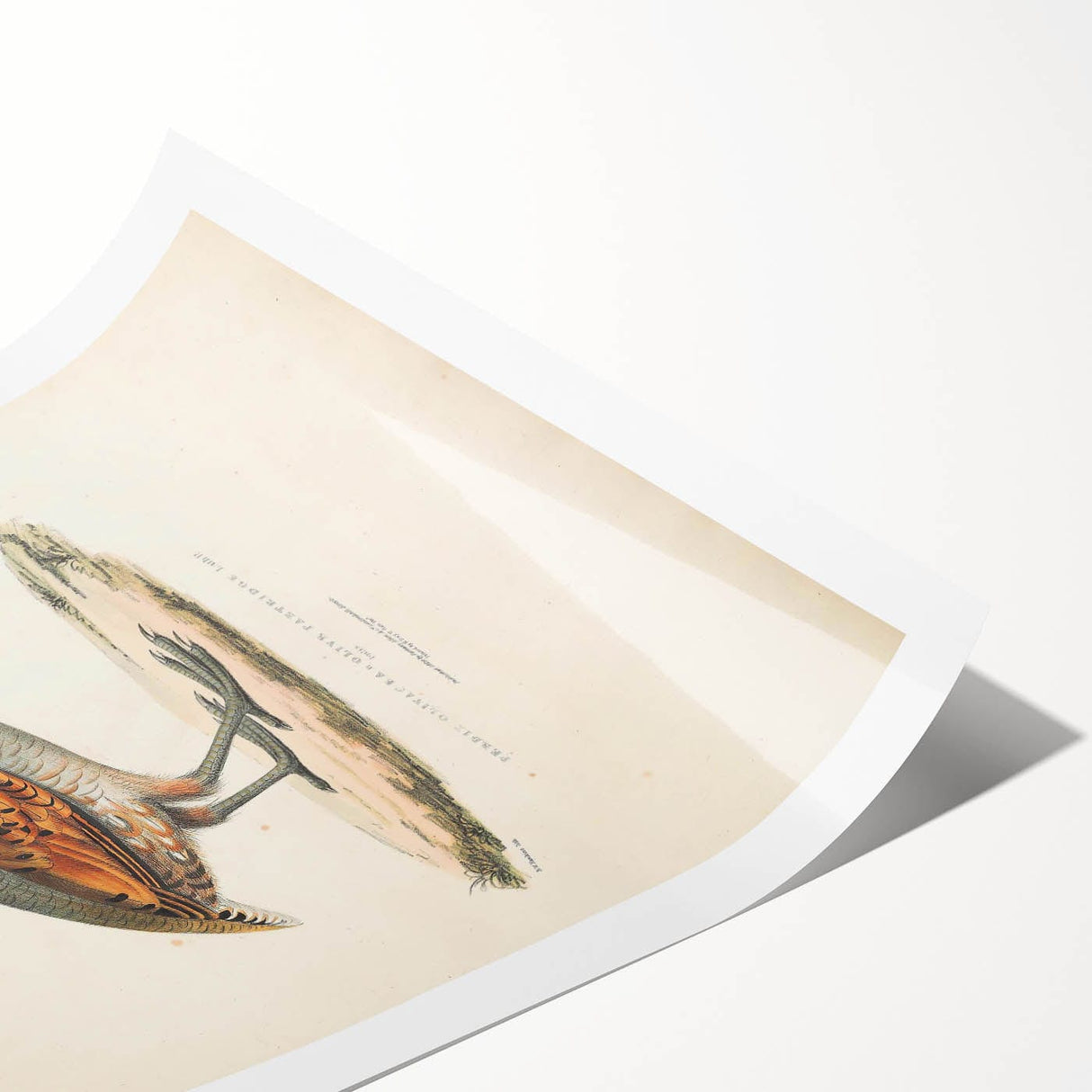 Vintage Animal Art - Olive Partridge Illustration Print