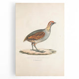 Vintage Animal Art - Olive Partridge Illustration Print