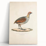 Vintage Animal Art - Olive Partridge Illustration Print