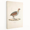 Vintage Animal Art - Olive Partridge Illustration Print