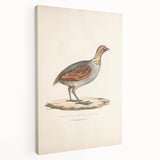 Vintage Animal Art - Olive Partridge Illustration Print