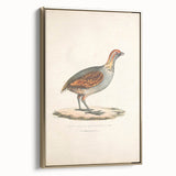 Vintage Animal Art - Olive Partridge Illustration Print