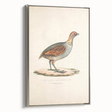 Vintage Animal Art - Olive Partridge Illustration Print
