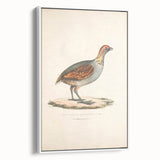 Vintage Animal Art - Olive Partridge Illustration Print