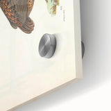 Vintage Animal Art - Painted Quail Illustration Print