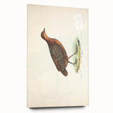 Vintage Animal Art - Painted Quail Illustration Print
