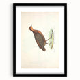 Vintage Animal Art - Painted Quail Illustration Print