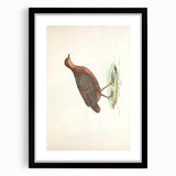 Vintage Animal Art - Painted Quail Illustration Print