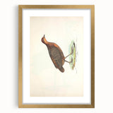 Vintage Animal Art - Painted Quail Illustration Print