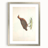 Vintage Animal Art - Painted Quail Illustration Print