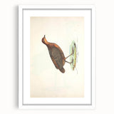Vintage Animal Art - Painted Quail Illustration Print