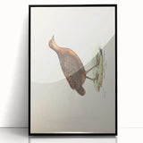 Vintage Animal Art - Painted Quail Illustration Print