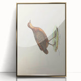 Vintage Animal Art - Painted Quail Illustration Print
