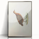 Vintage Animal Art - Painted Quail Illustration Print