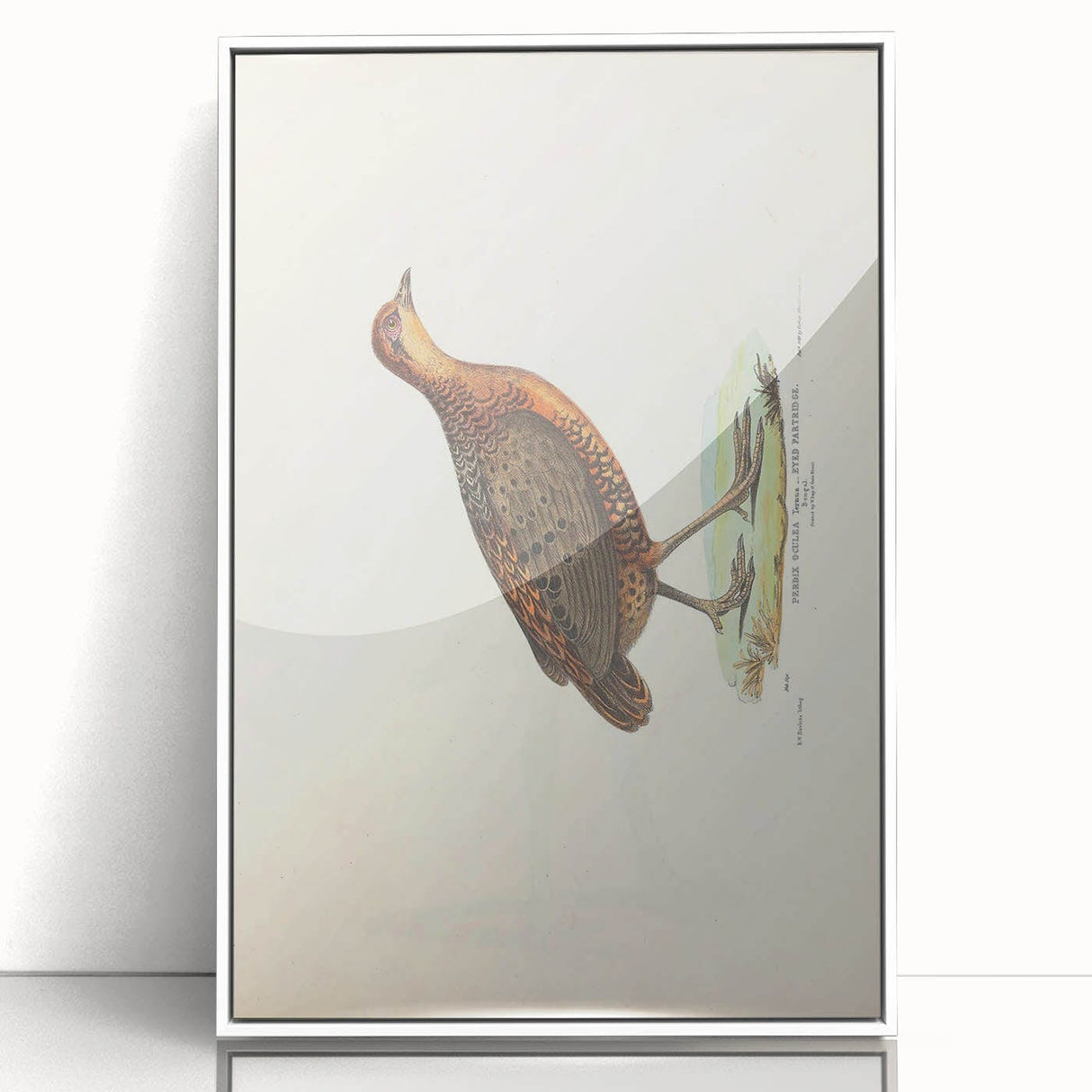 Vintage Animal Art - Painted Quail Illustration Print