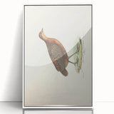 Vintage Animal Art - Painted Quail Illustration Print