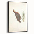 Vintage Animal Art - Painted Quail Illustration Print