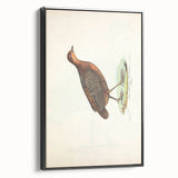 Vintage Animal Art - Painted Quail Illustration Print