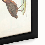 Vintage Animal Art - Painted Quail Illustration Print