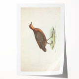 Vintage Animal Art - Painted Quail Illustration Print