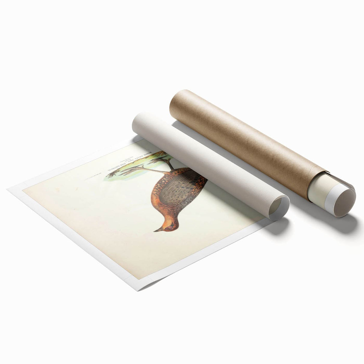 Vintage Animal Art - Painted Quail Illustration Print