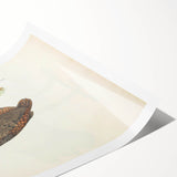 Vintage Animal Art - Painted Quail Illustration Print