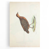 Vintage Animal Art - Painted Quail Illustration Print