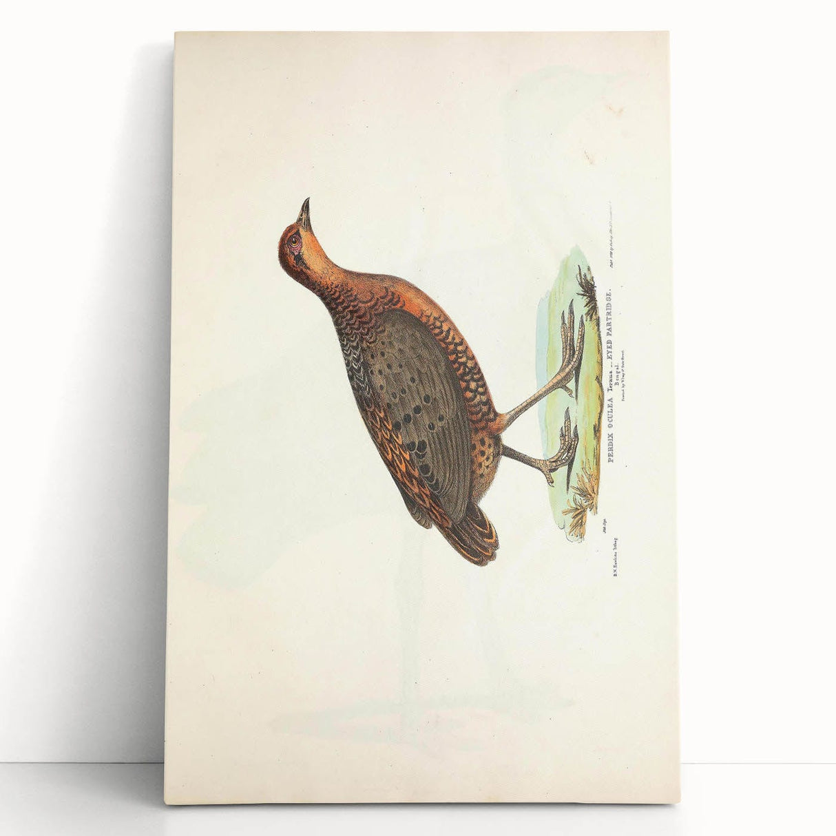 Vintage Animal Art - Painted Quail Illustration Print