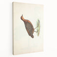 Vintage Animal Art - Painted Quail Illustration Print