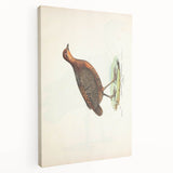 Vintage Animal Art - Painted Quail Illustration Print