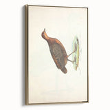 Vintage Animal Art - Painted Quail Illustration Print