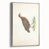 Vintage Animal Art - Painted Quail Illustration Print