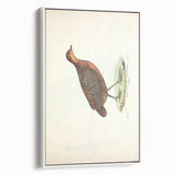 Vintage Animal Art - Painted Quail Illustration Print