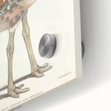 Vintage Animal Art - Edwards Bustard Illustration Print