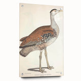 Vintage Animal Art - Edwards Bustard Illustration Print
