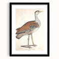 Vintage Animal Art - Edwards Bustard Illustration Print
