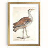 Vintage Animal Art - Edwards Bustard Illustration Print